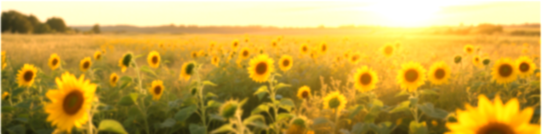 sun flower