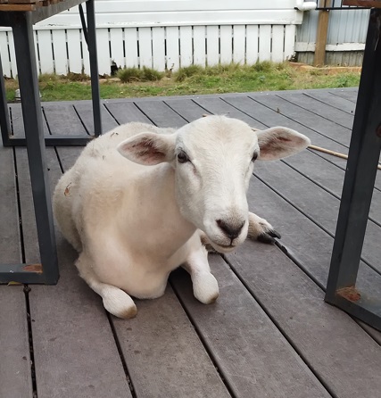 Lush grasslands in Waikato