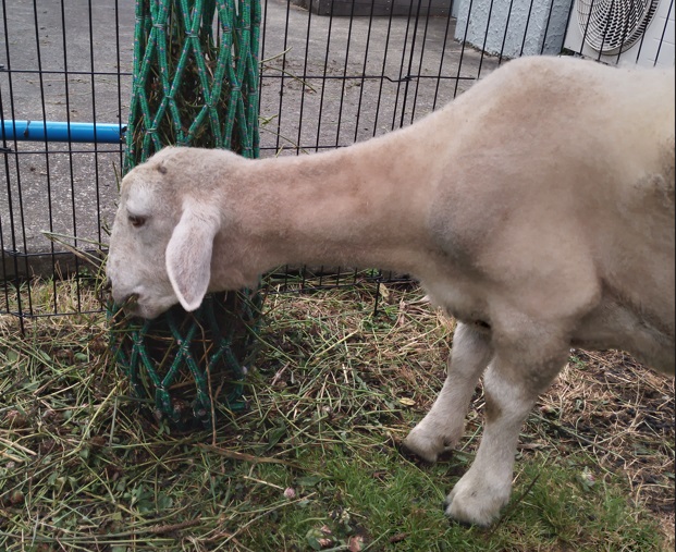 Lush grasslands in Waikato